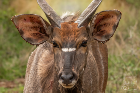 Nyala