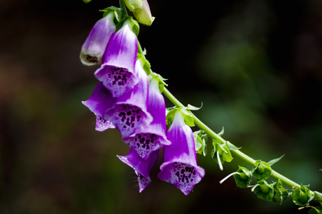 Vingerhoedskruid / Digitalis pururea