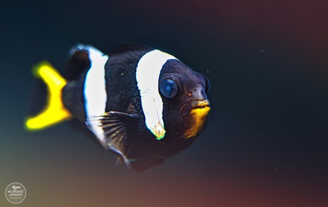Saddleback clownfish