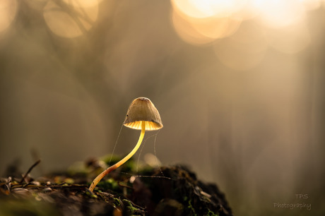 Lampje in het bos