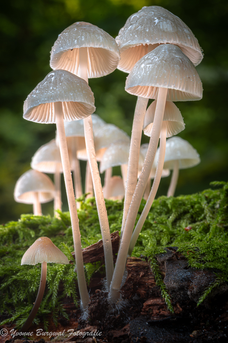 van uit een ander standpunt 