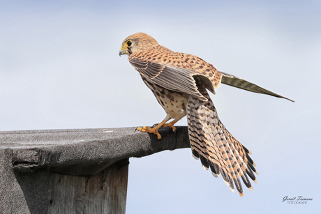 Landing Torenvalk