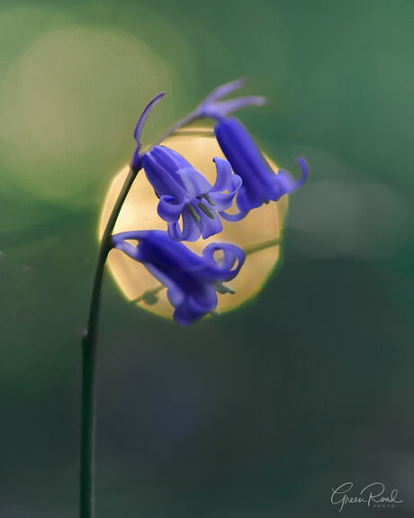 Morning Bluebell 