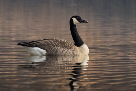 Grote Canadese Gans