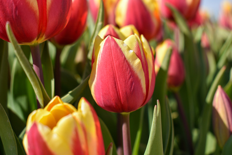 Rood gele tulpen in Uithuizen