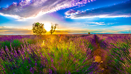 Sunset at Valensole