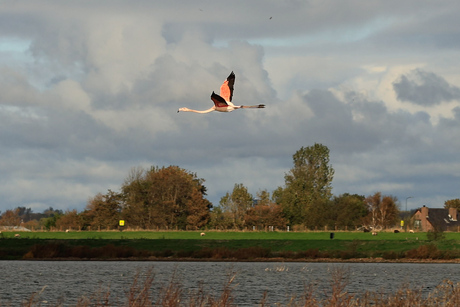 Flamingo in de polder