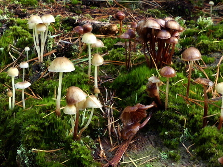 Gras en dennenkleefmycena