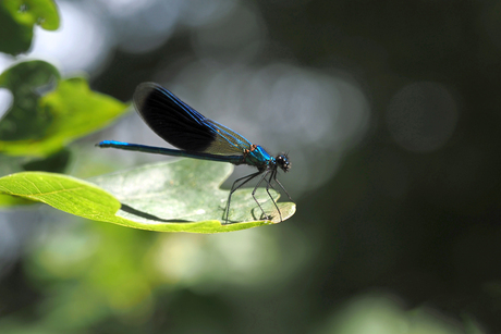 Blauwe weidebeek juffer..