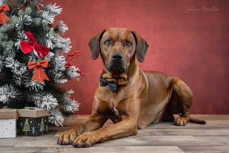 Een fotoshoot voor honden helemaal in kerstsfeer