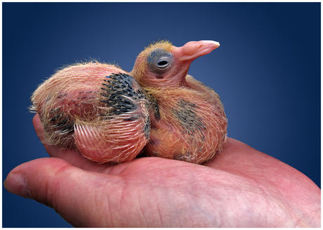 Pasgeboren duif