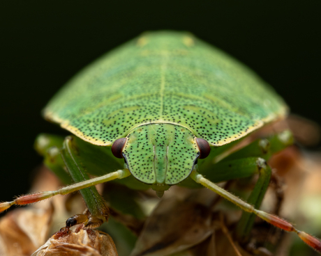 focalpointnarratives