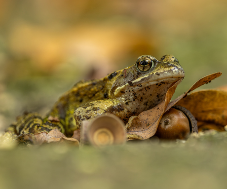 Herfst  bos bewoners 