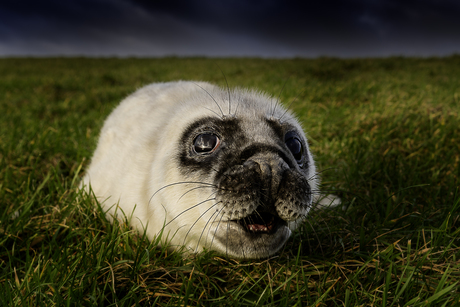 Wad een zeehond