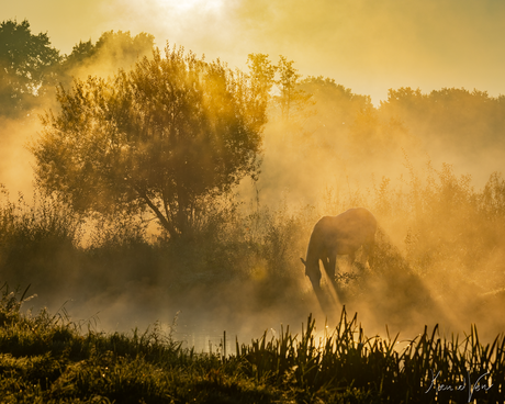 Paard in mist