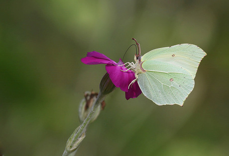 Citroenvlinder