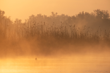 In de biesbosch