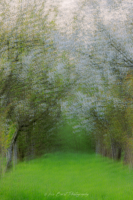 Multiple exposure Bloesembomen