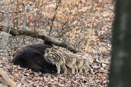Tijd om te eten bij de wilde zwijnen