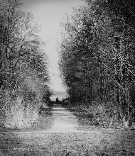 A walk in the forest