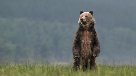 Canadese Grizzly beer