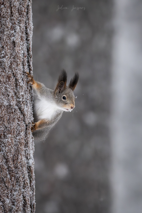 De eekhoorn in de sneeuw