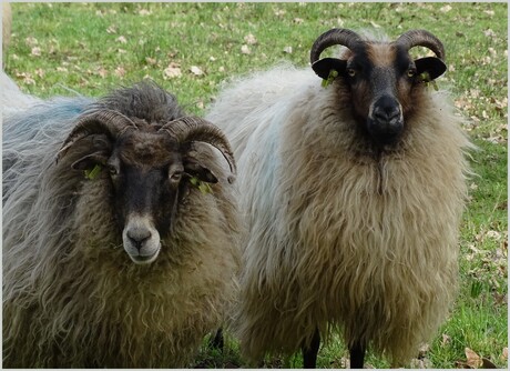 drentse  heide schapen