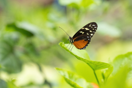 Heliconius ismenius 