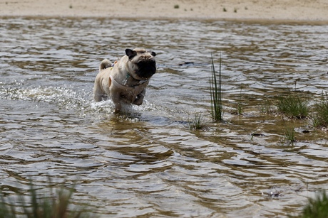 Mops in het water