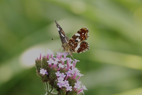 lekker in de tuin