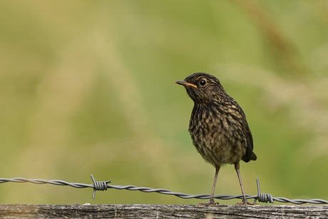 It’s all in the name (or not)