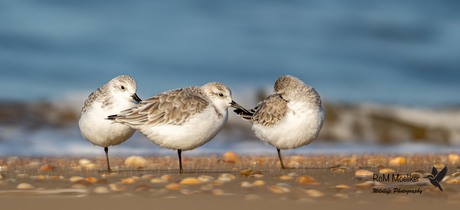 De drieteenstrandloper.