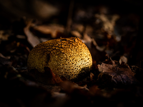 Gele aardappelbovist