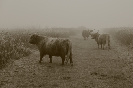 Schotse hooglanders in de mist