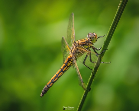 Gewone Oeverlibel (Orthetrum cancellatum).