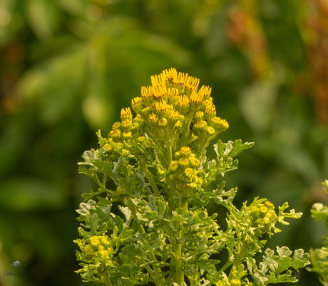 De eerste bloemen van Jakobskruiskruid
