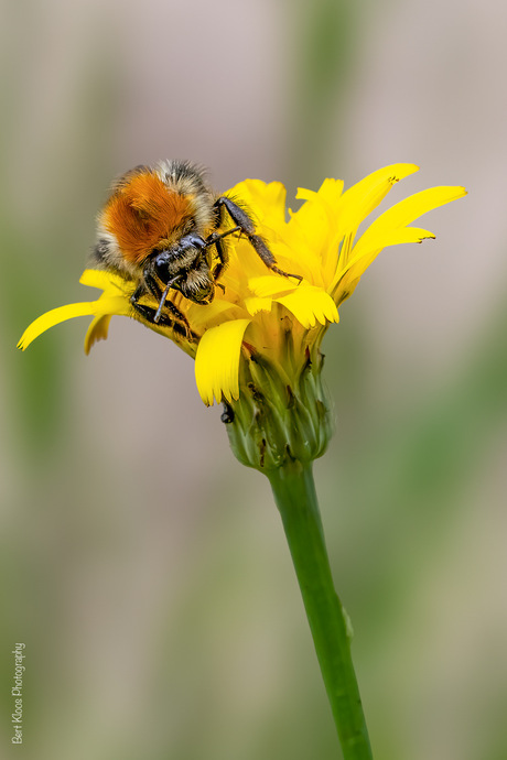 Akkerhommel