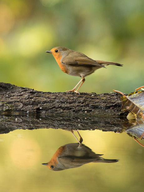 Roodborst reflectie