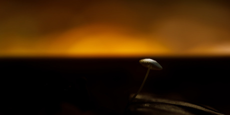 First light at a mushroom