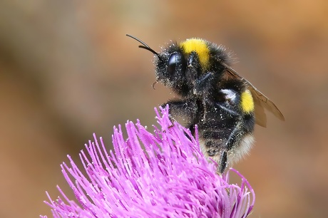 Hommel