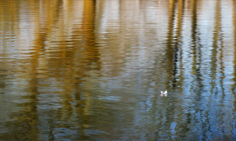 Zo licht als een veertje............
