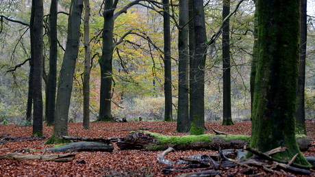 Kaapse bossen 7