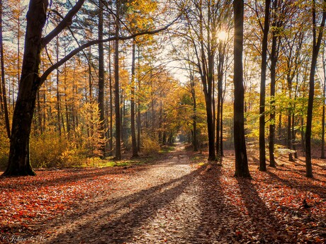 Herfst in het Speulderbos