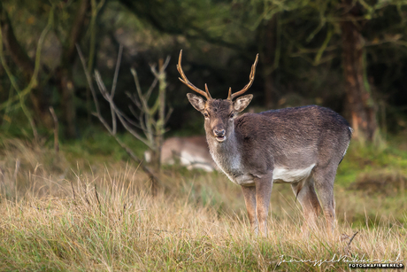 Reindeer