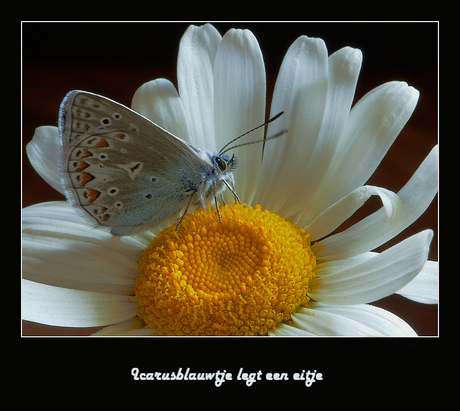 Icarus blauwtje legt een eitje op de margriet