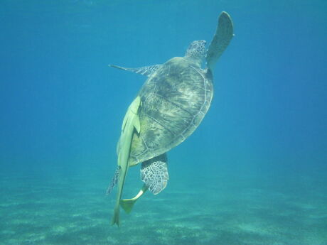 Zeeschildpad