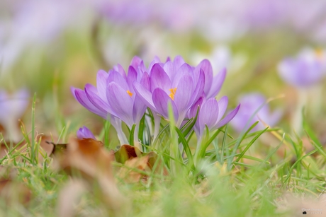 Lentegroet bij de Ennemaborg.