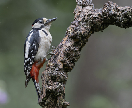 Grote Bonte Specht (m)