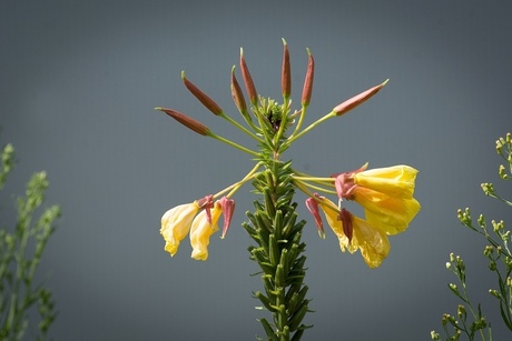 Gele natuur ster 