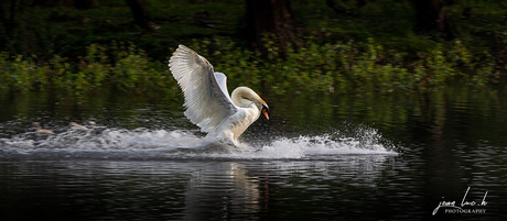 20190614 Swan landing